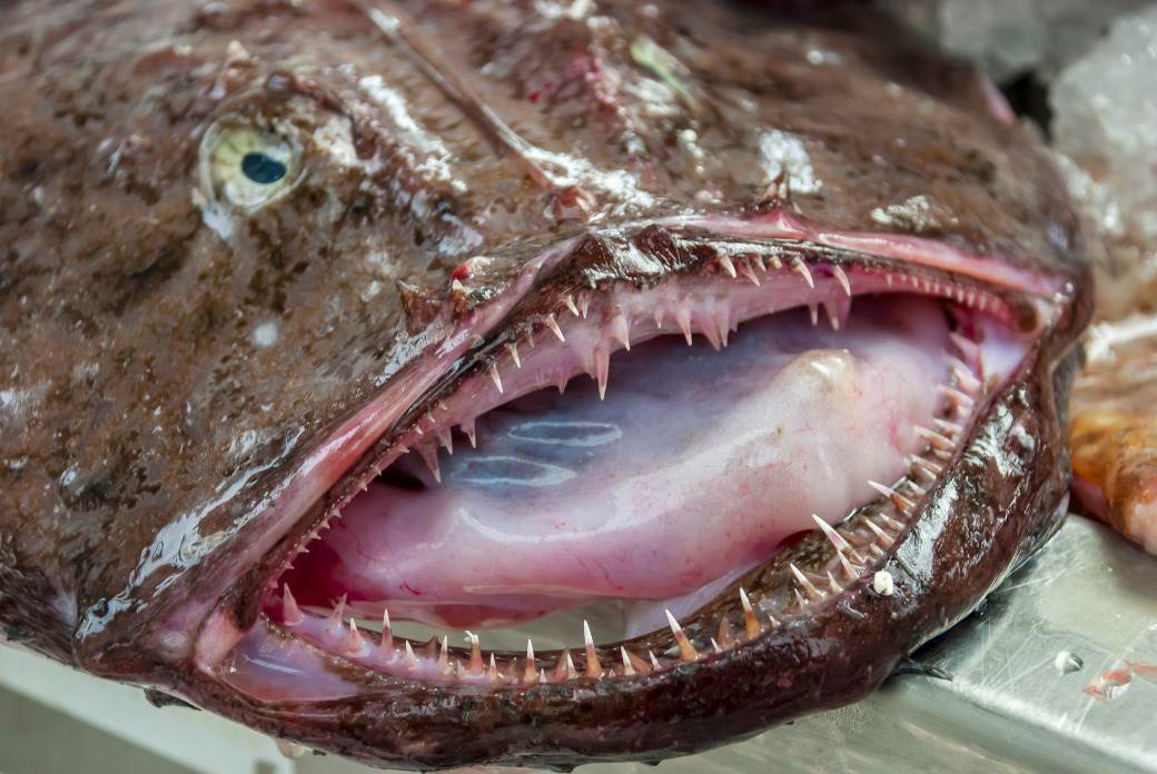  Riba vrag uhvaćena u Jadranu: "Ja se ovdje više se ne kupam!" 