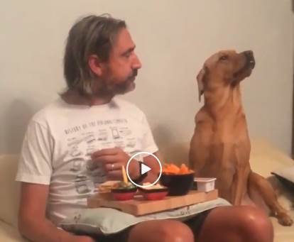  Pas koga ne zanima hrana… dok ne okreneš glavu (VIDEO) 
