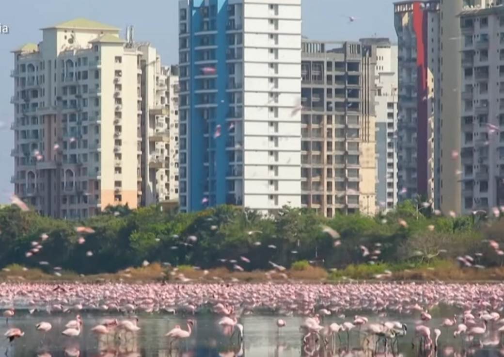  Veličanstveni prizori: Flamingosi preplavili višemilionski grad (VIDEO) 