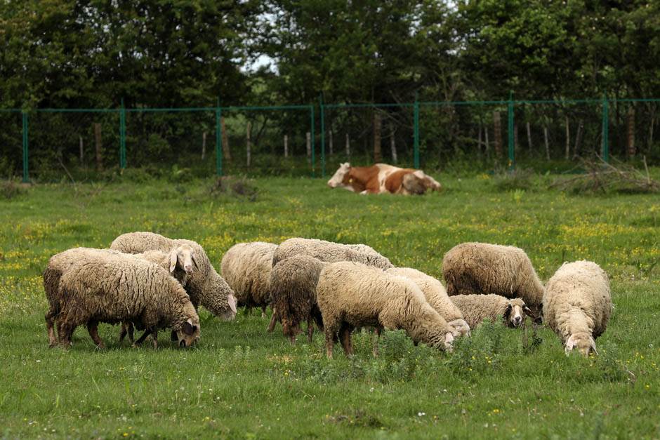  Holy sheep: Paziiii... Stotine ovaca na putu? (VIDEO) 
