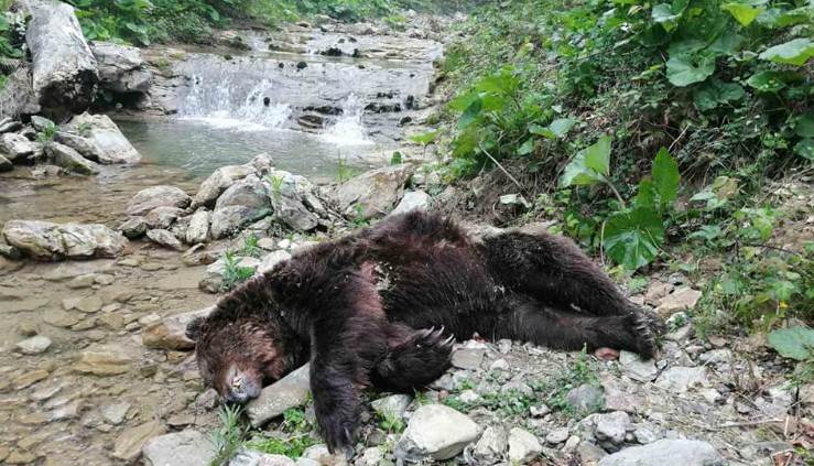  Da li neko truje medvjede oko Kotor Varoši? (FOTO) 