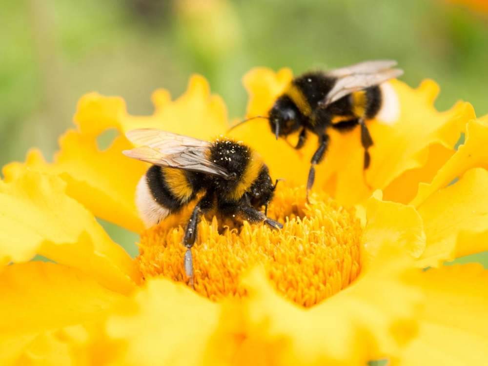  Zanimljivosti o pčelama 