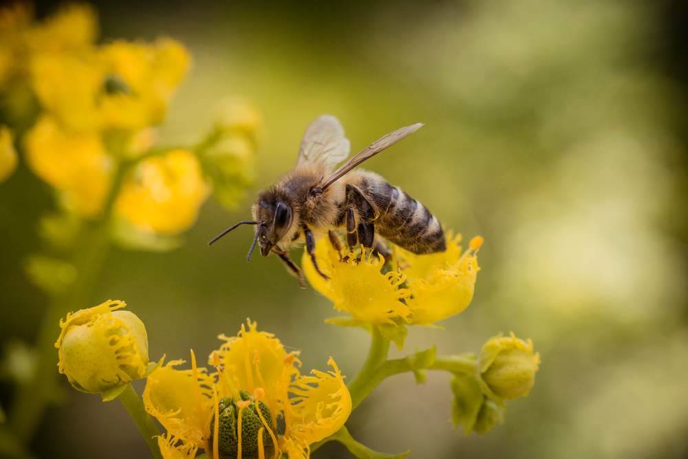  Holandija pčele otkrivaju koronu 