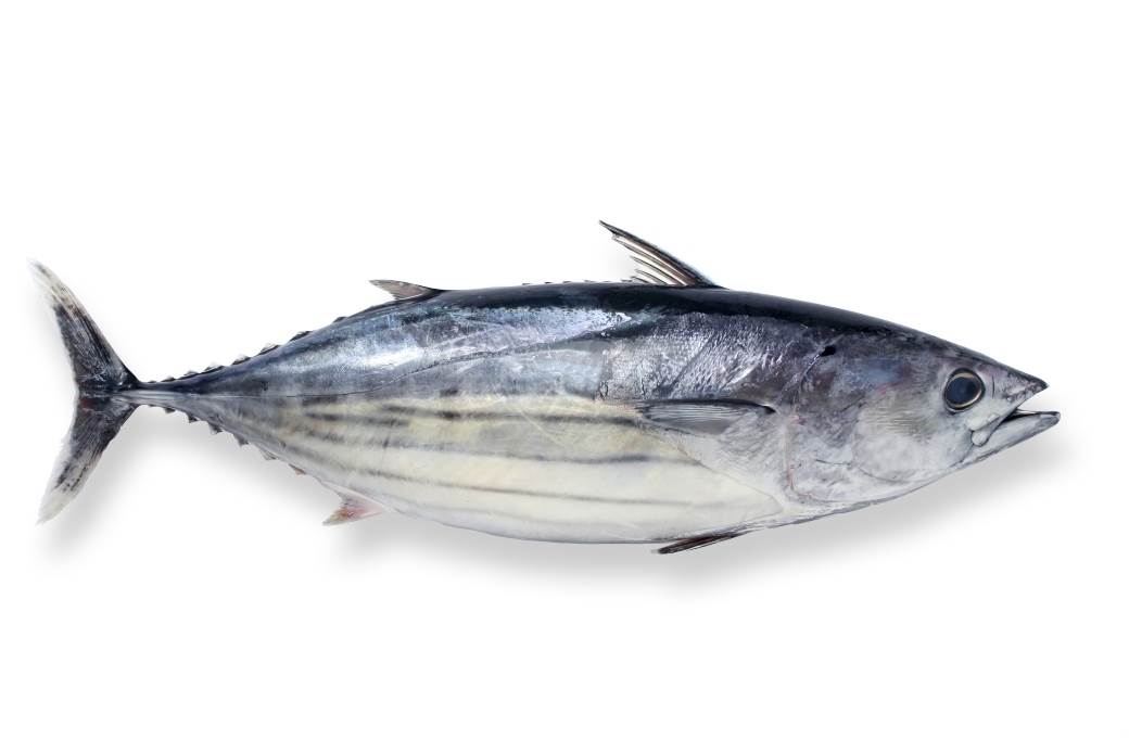  Mamutska tuna: Dva broda je izvlačila iz mora 