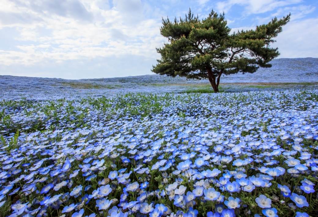  Očaravajući prizori: Pogledajte ovu lepotu u Japanu (FOTO) 