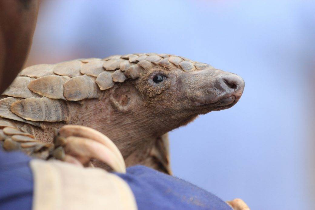  Pravda za ljuskavce: Životinja kojoj je konačno svanulo u Kini 