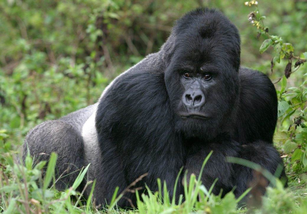 Uganda: Ubijena jedna od najpoznatijih gorila 