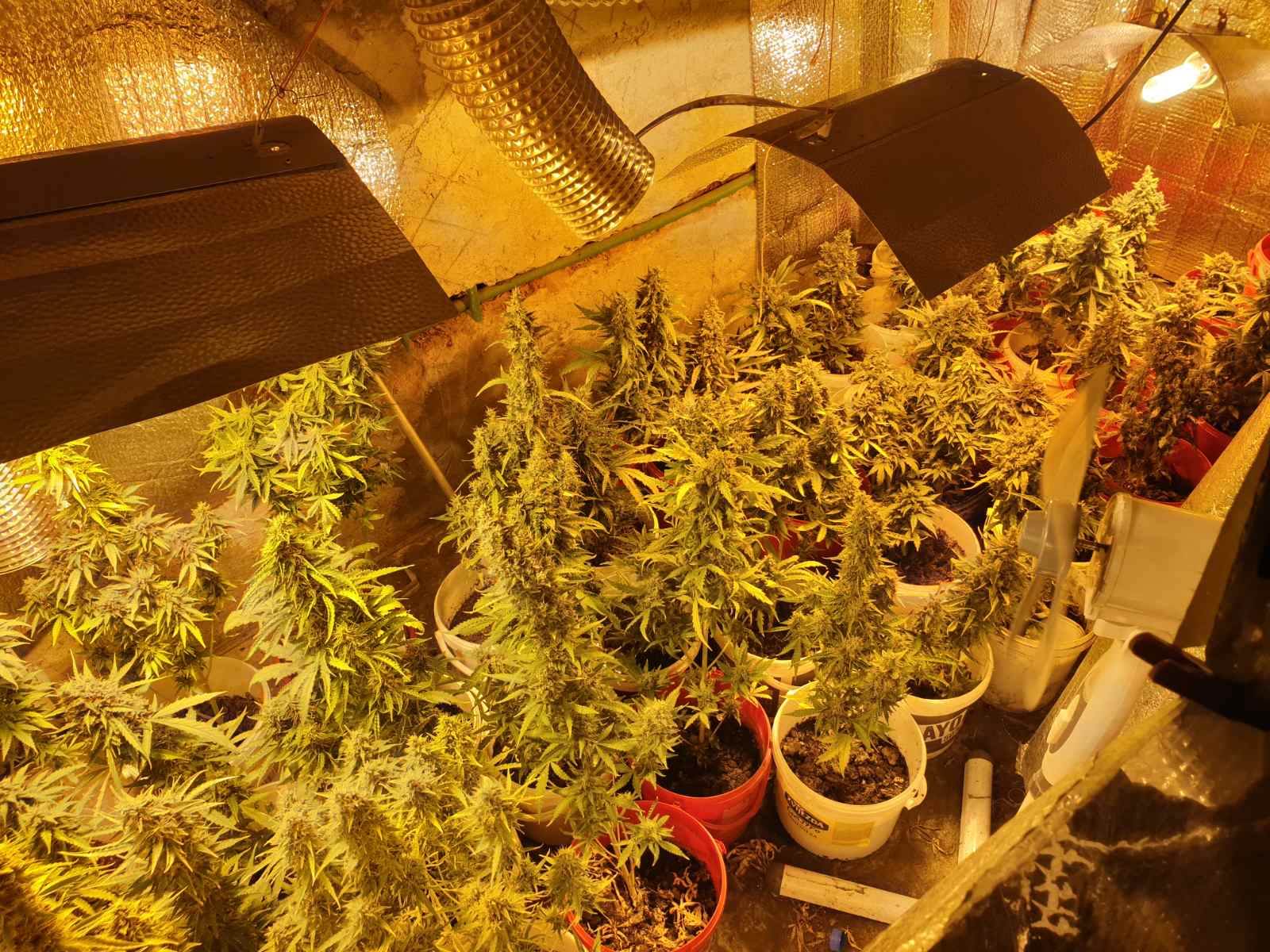  U Banjaluci pronađena improvizovana laboratorija za uzgoj marihuane (FOTO) 