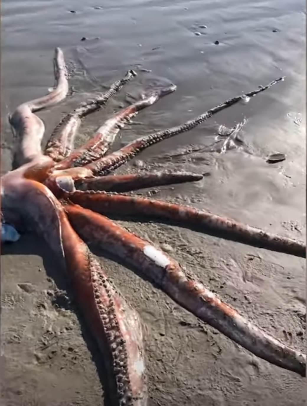  Šok na obali: Čudovište od 330 kilograma! (VIDEO) 