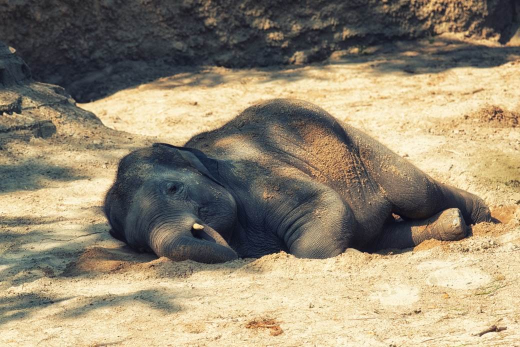  Strašno: Nađene stotine mrtvih slonova, niko ne zna se šta se desilo 