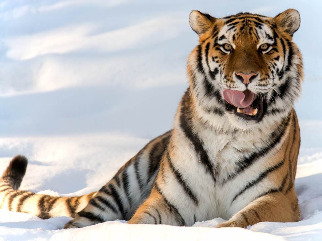  Njemačka: Sibirska tigrica usmrtila ženu koja je čuvala 