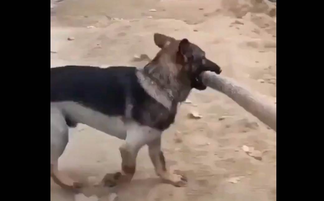  Video koji će vas razniježiti: Šta je uradio pas da pomogne čovjeku 