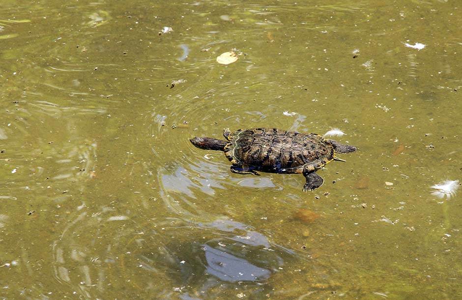  Sadistički čin u parku prirode: Ubili zaštićenu kornjaču i nabili na kolac 