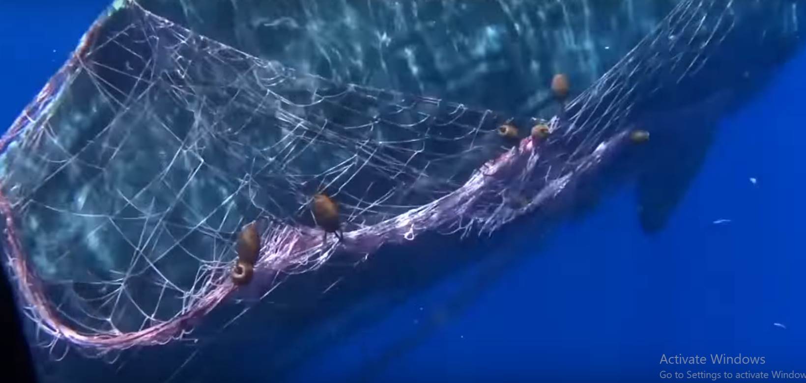  Pogledajte furiozan snimak spašavanja uznemirenog kita upetljanog u mreže 
