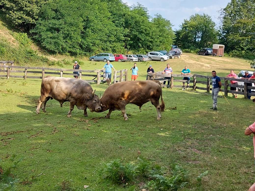 korida, grmečka korida, bikovi