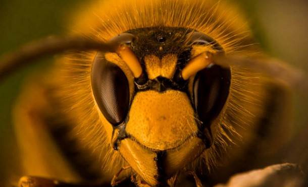  Revolucionarno otkriće: Pronalaženje mina uz pomoć pčela i dronova! 