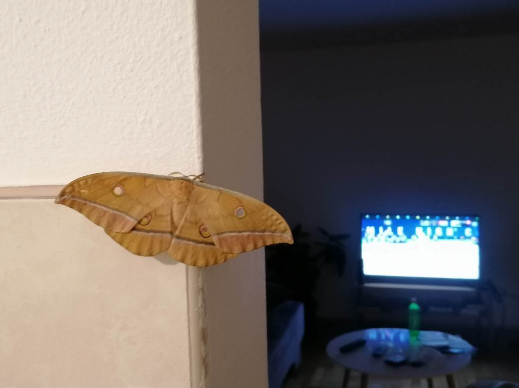  Kako se veliki japanski leptir odomaćio kod nas 