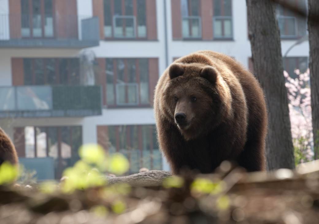  Medvedi sišli u valjevska sela: Meštane Uba posetilo meče, a kod Mionice se doselila cela porodica 