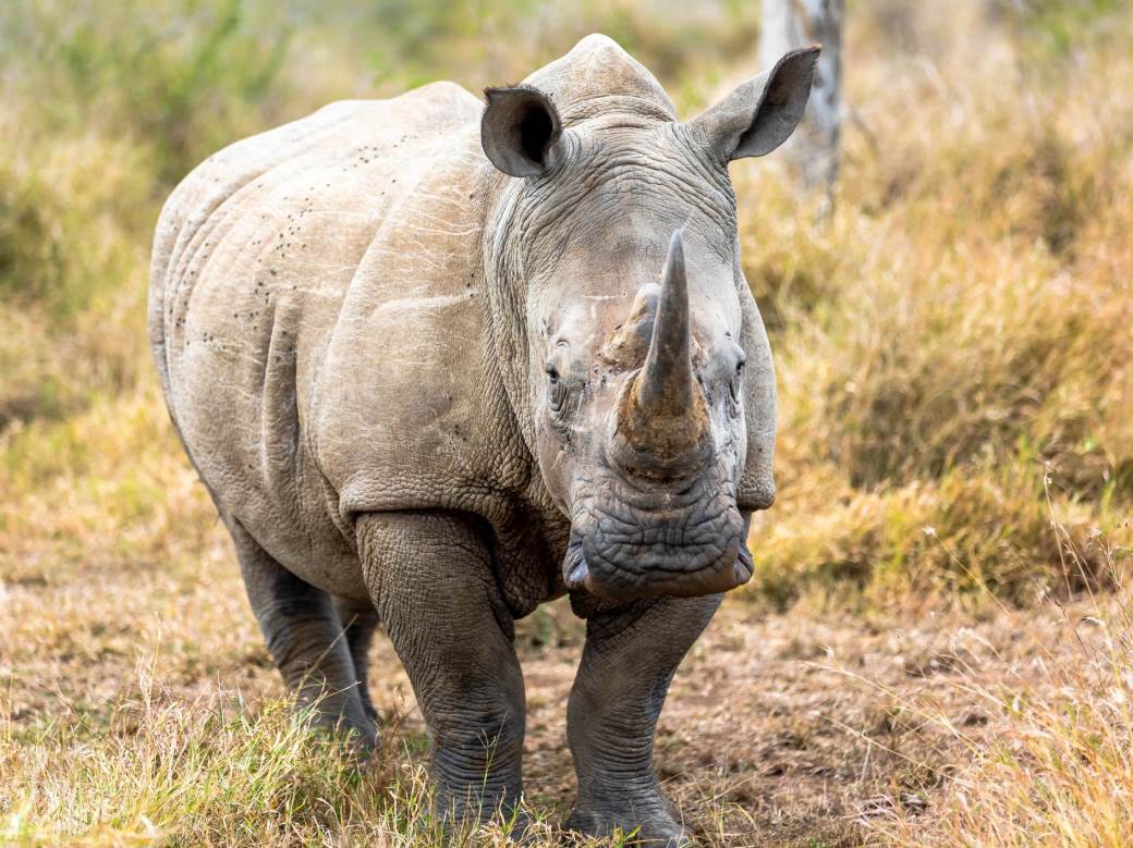  Nauka (možda) spasi bijelog nosoroga od izumiranja 
