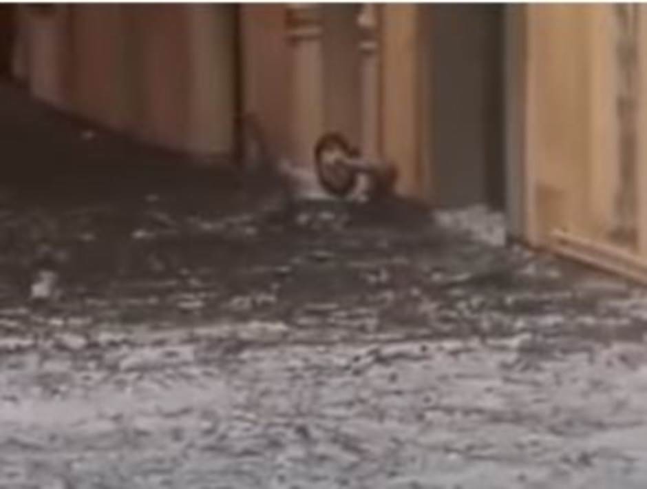  Stravične scene iz Verone: Komadi leda plutaju ulicama, voda ljudima do vrata (VIDEO) 