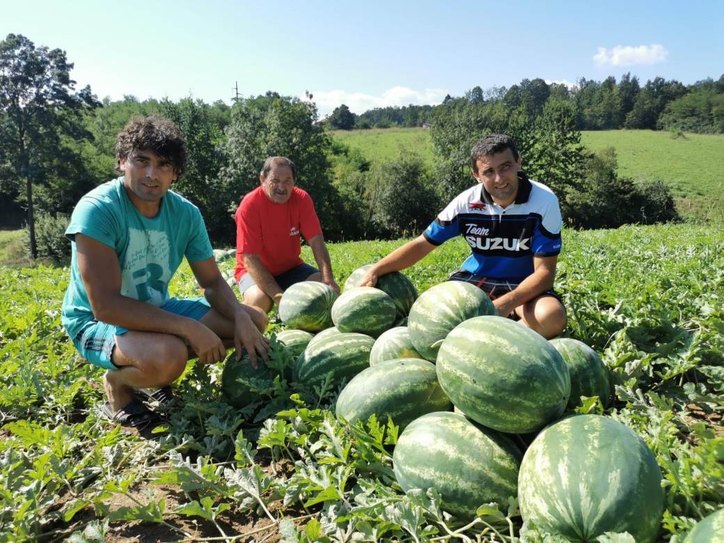  Majstori za lubenice iz Čačka otkrili: Kako da prepoznate koja je najslađa, njihova rekorderka ima čak 24 kilograma! 