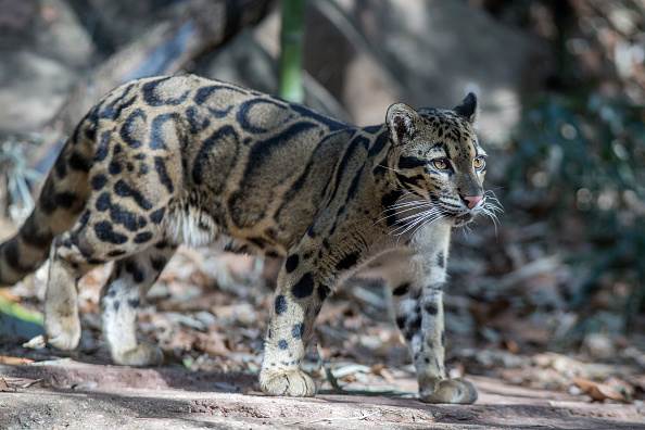 Oblačasti leopard snimljen u divljini Oblačasti leopard snimljen u divljini