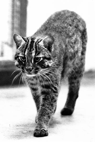  5 divljih mačaka koje su kritično ugrožene, a da niste znali! 