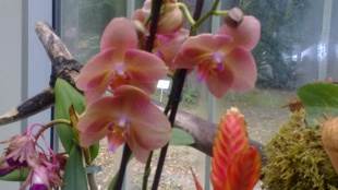  Orhideje su vam "šljonule"? Ovo su tri tajne sigurnog uspjeha ovih ljepotica u vašem domu 