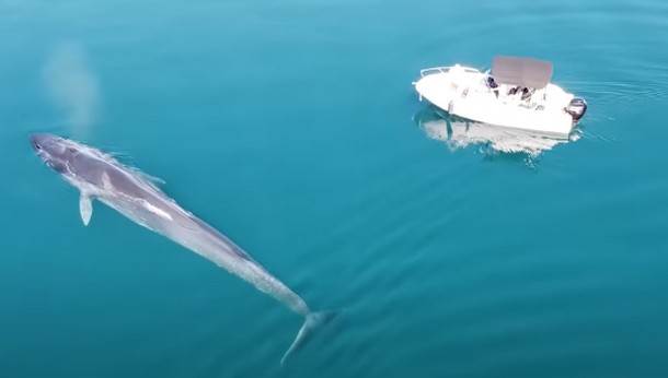  Kitovi u sjevernom Jadranu! (VIDEO) 
