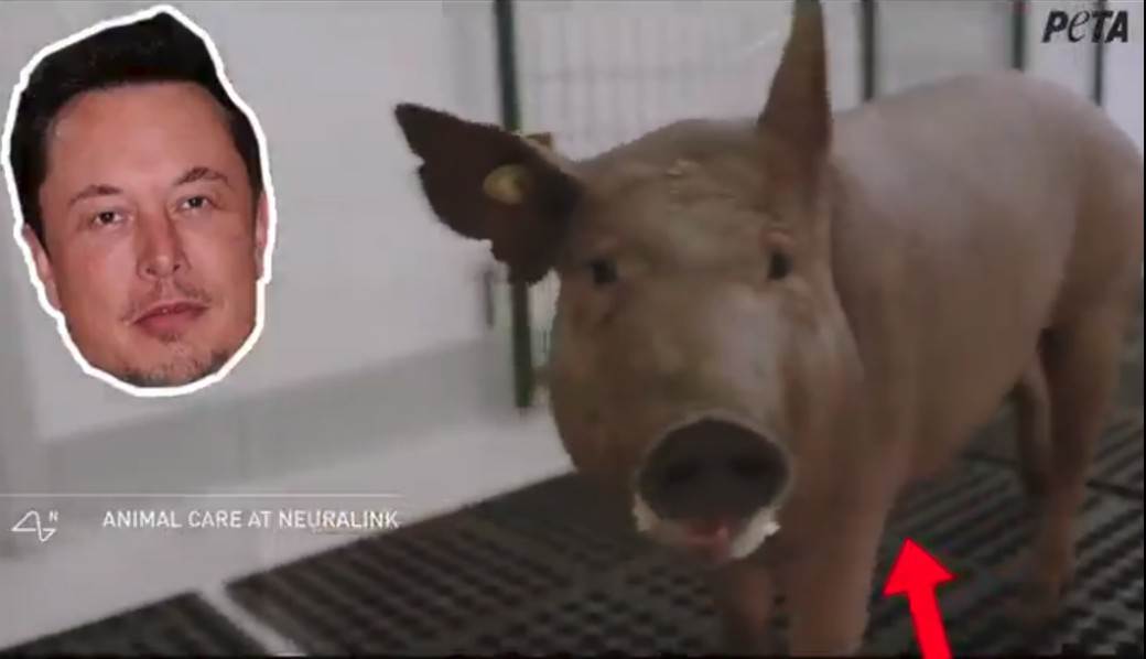  Milijarder dobio brutalan odgovor: "Mask neka prvo čipuje svoj mozak!" (VIDEO) 