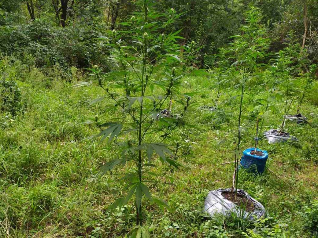  Akcija "Plantaža": Pronašli zasad marihuane kod Kostajnice 