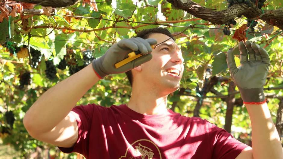  Slovenci izgubili "vinski spor" protiv Hrvatske 