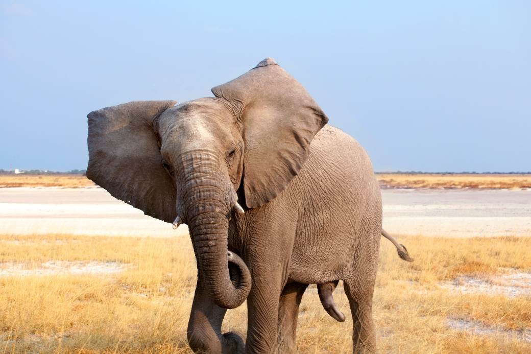  Ima nade za Damba: Doživotan zatvor zaplašio krivolovce, broj slonova udvostručen 
