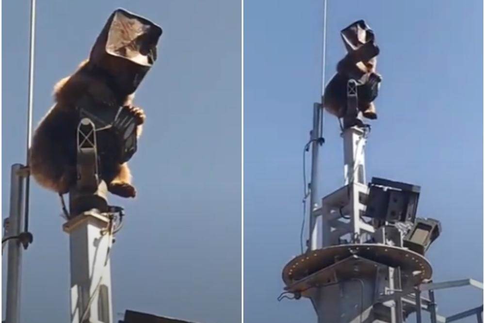  Kakva scena: Na vrhu tornja medvjed sa kutijom na glavi (VIDEO) 