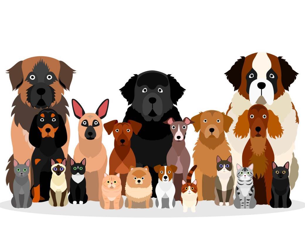  Veliki psi - idealni ljubimci: Pet rasa koje treba da uzmete u obzir pri izboru ljubimca 