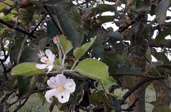  "Čudo" na Sokocu: Jabuka procvjetala u septembru 