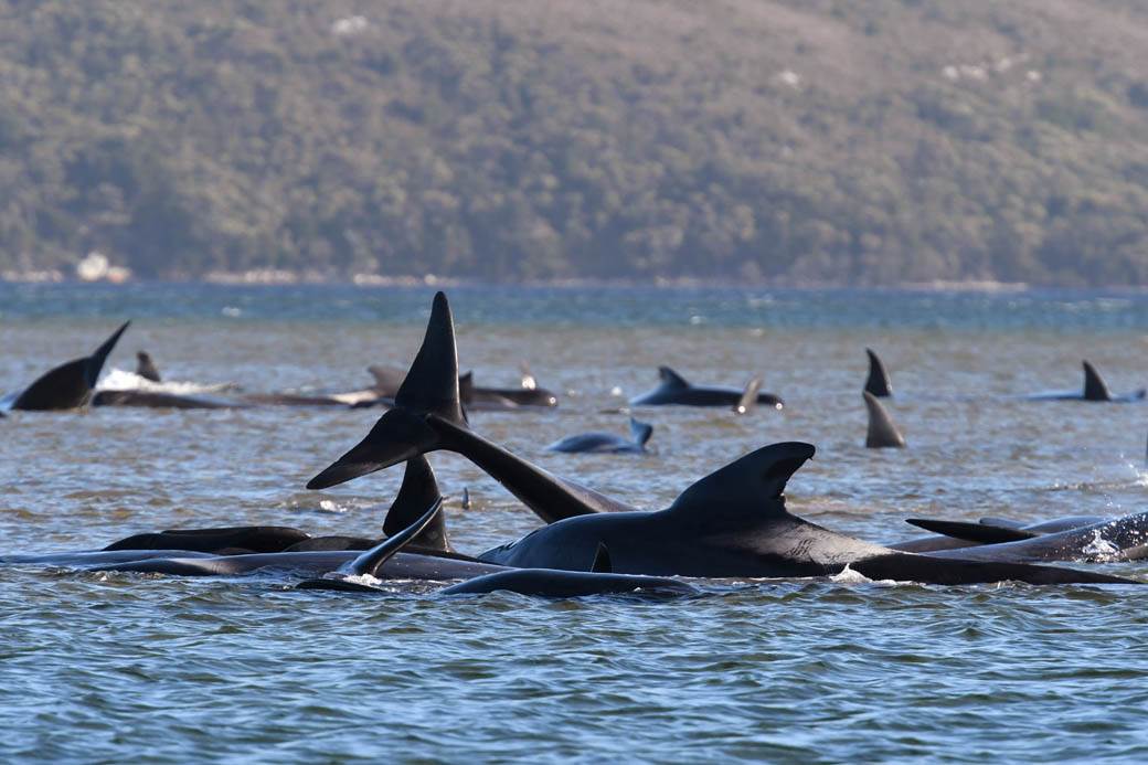  Zastrašujući prizori: Masovno se nasukali kitovi, uginulo ih najmanje 90! (FOTO, VIDEO) 