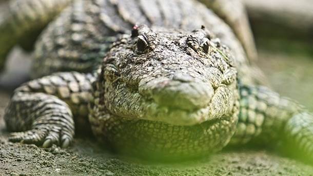  Neuhvatljivom grčkom krokodilu zima došla glave 
