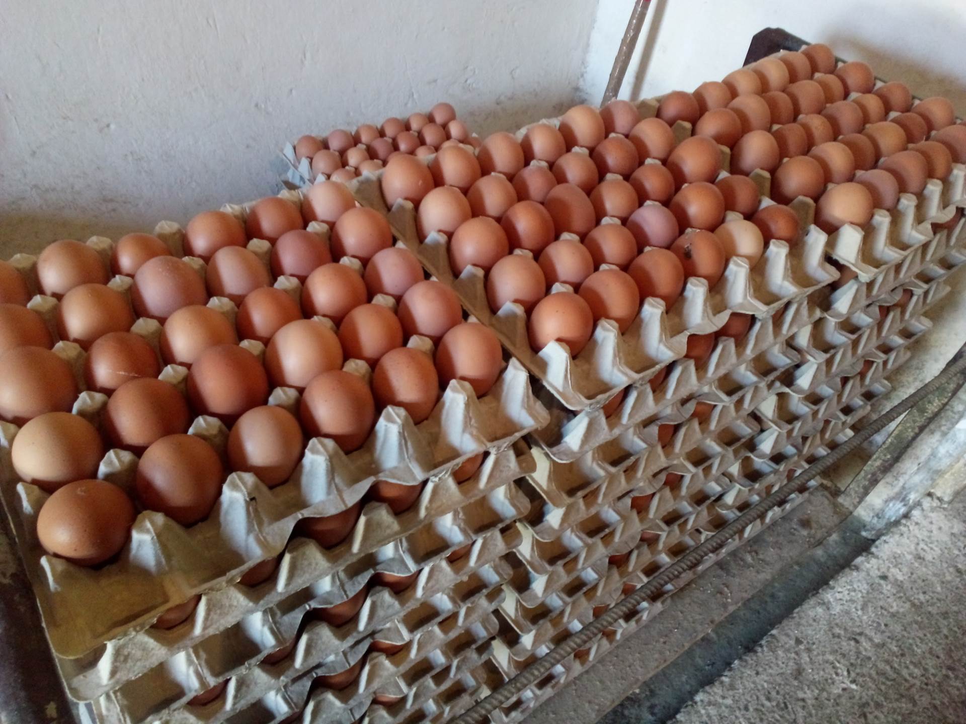  Poskupljenje jaja u RS 