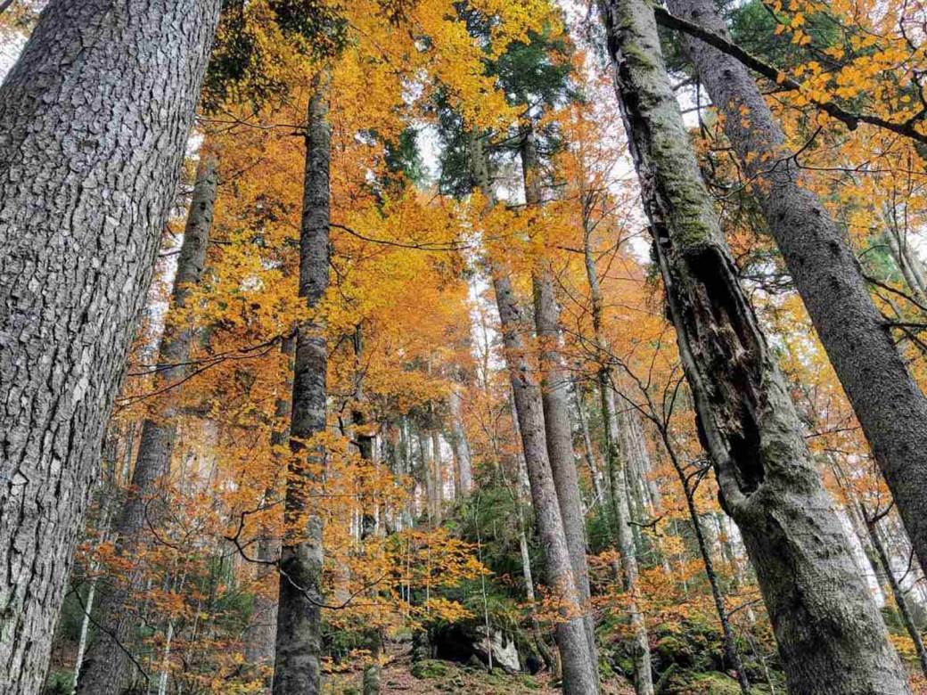  Prašuma Janj mogla bi uskoro na Listu svjetske baštine 
