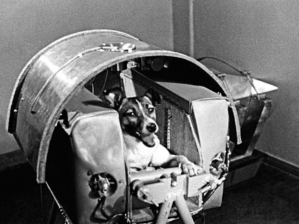  Lajka, prvi pas koji je otišao u svemir 