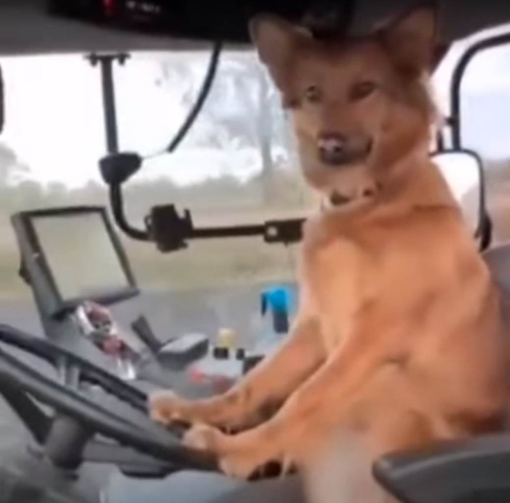  Upoznajte Žuću, psa koji vozi traktor (VIDEO) 