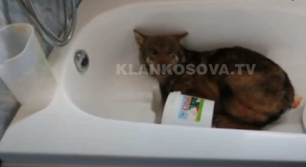 Nesvakidašnja scena u Dečanima: Vuk uletio u kuću i legao u kadu 