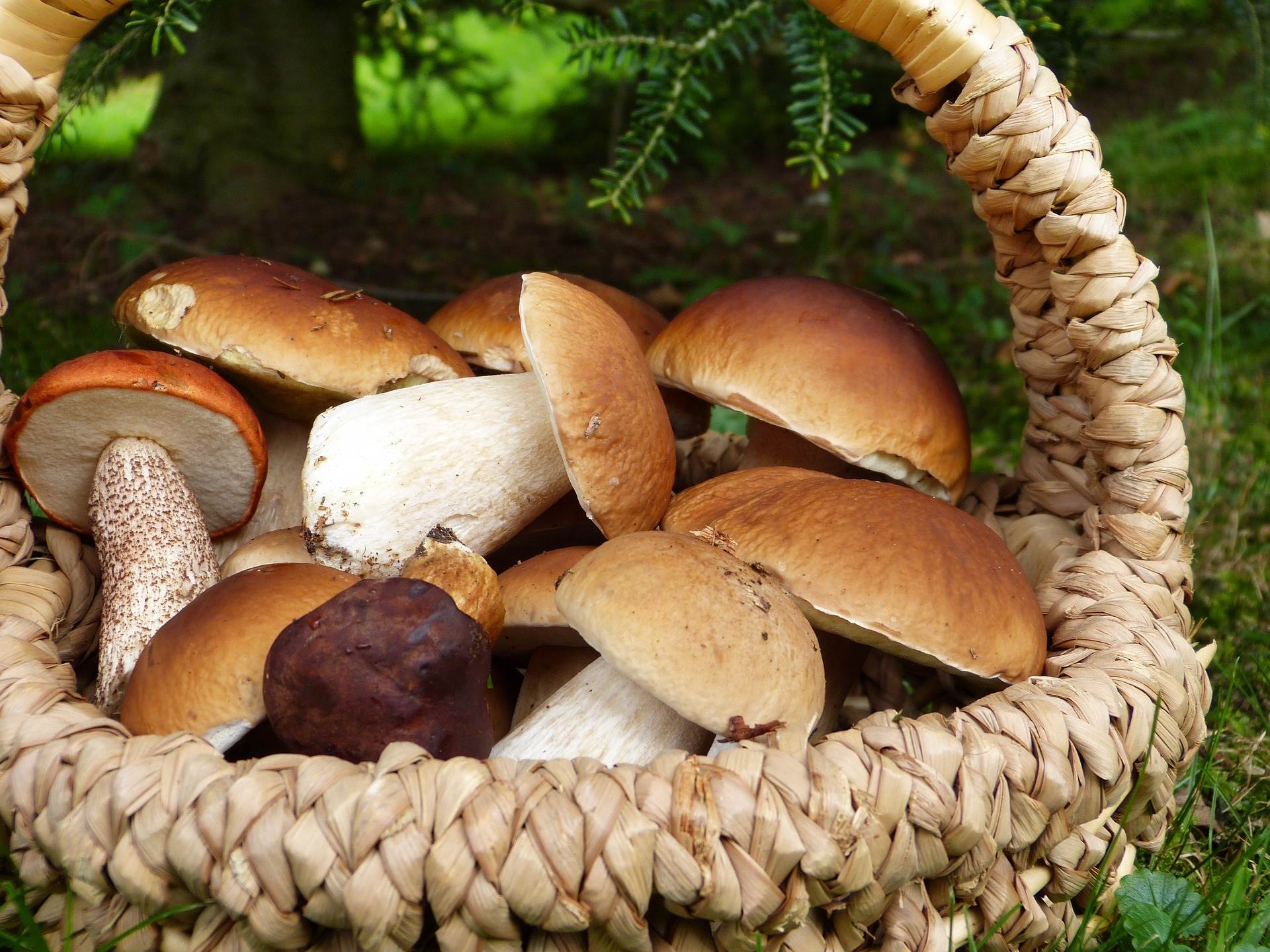  gljive gljivarenje pravilnik republika srpska dva kilograma 