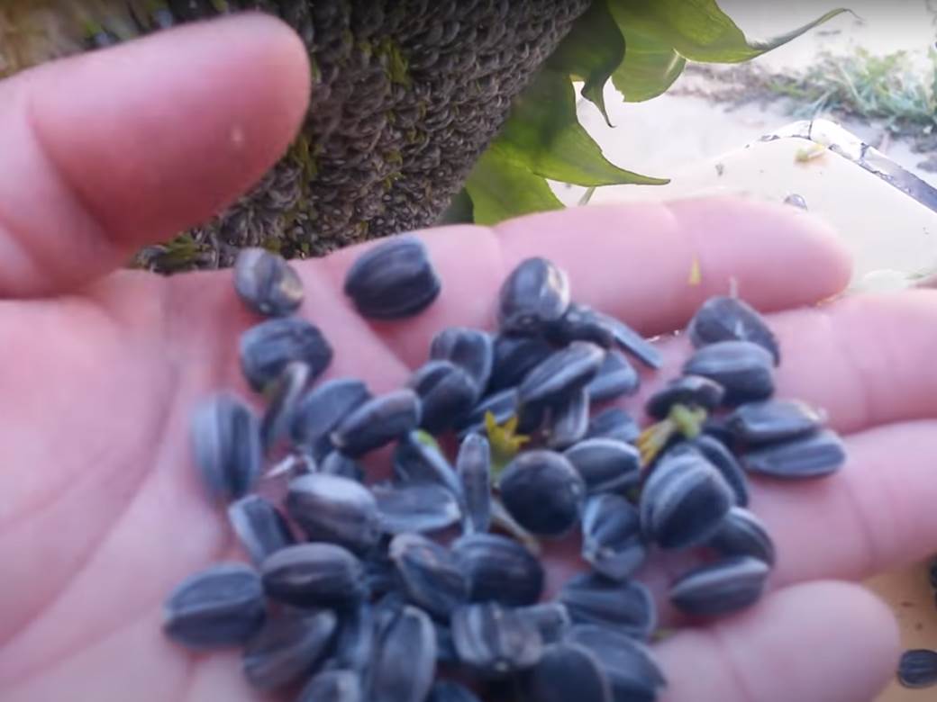  Puno proteina, vitamina, cinka i magnezijuma: Evo zašto sjeme suncokreta čak i nutricionisti preporučuju kao grickalicu! 
