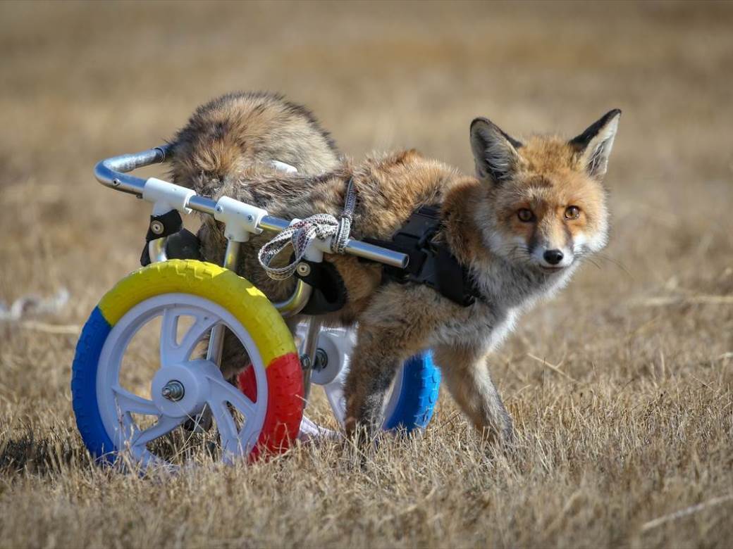  Priča koja popravlja dan: Napravili povrijeđenoj lisici kolica da može da se kreće (FOTO, VIDEO) 