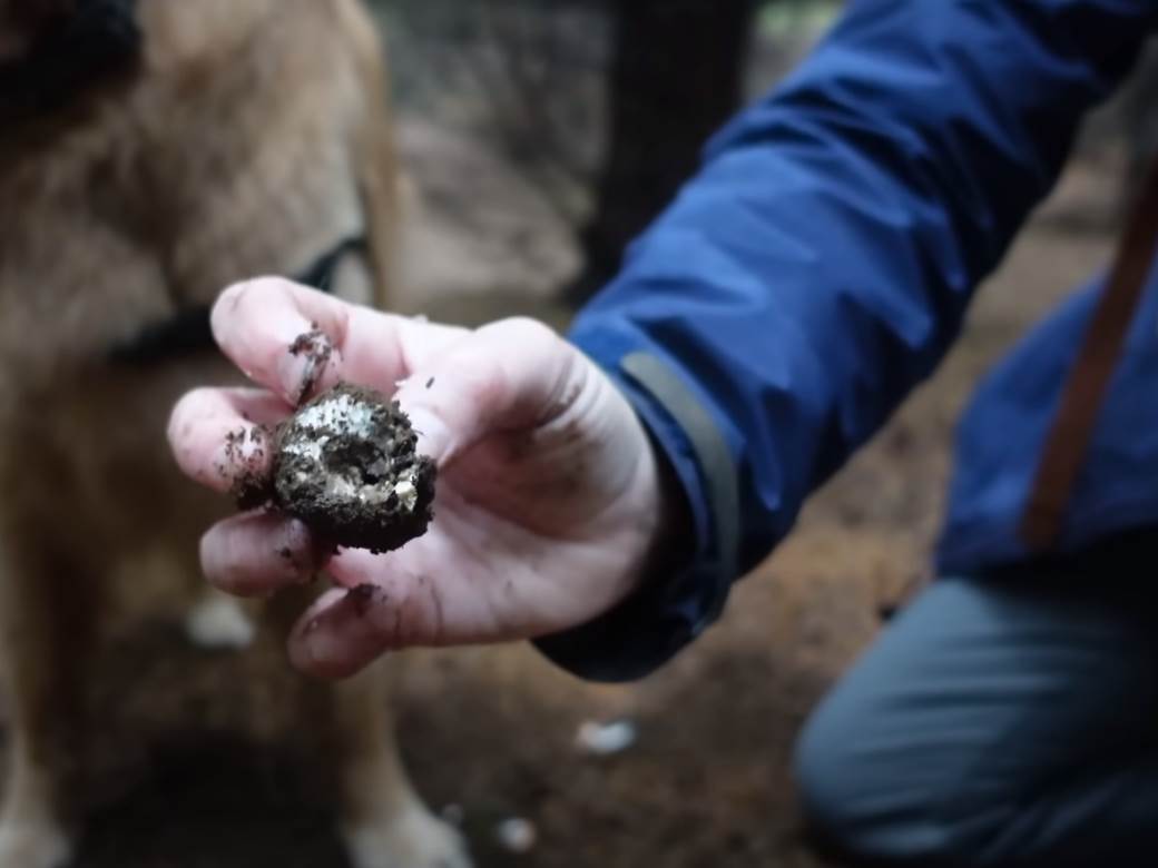  Sjekirama i pištoljima usred šume zbog tartufa: Skupocjena gljiva uzrok dvostrukog ubistva u Sremskoj Mitrovici?! 