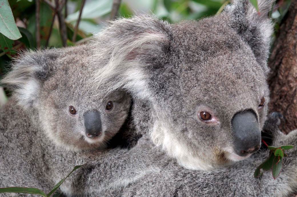  Australija: Požari ugrozili 60.000 koala 