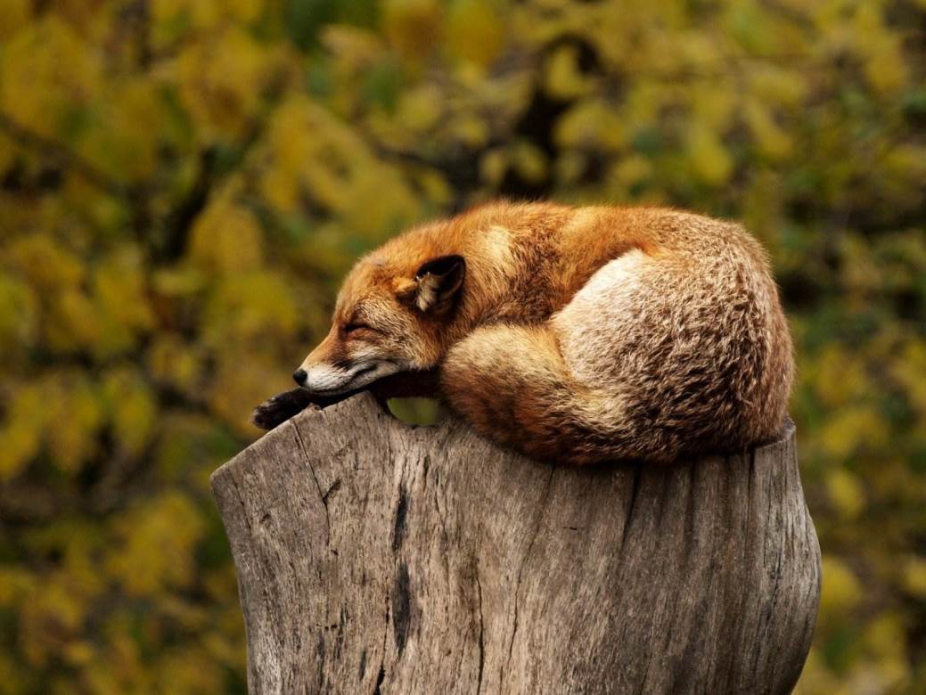  Lisice na ulicama Banjaluke 