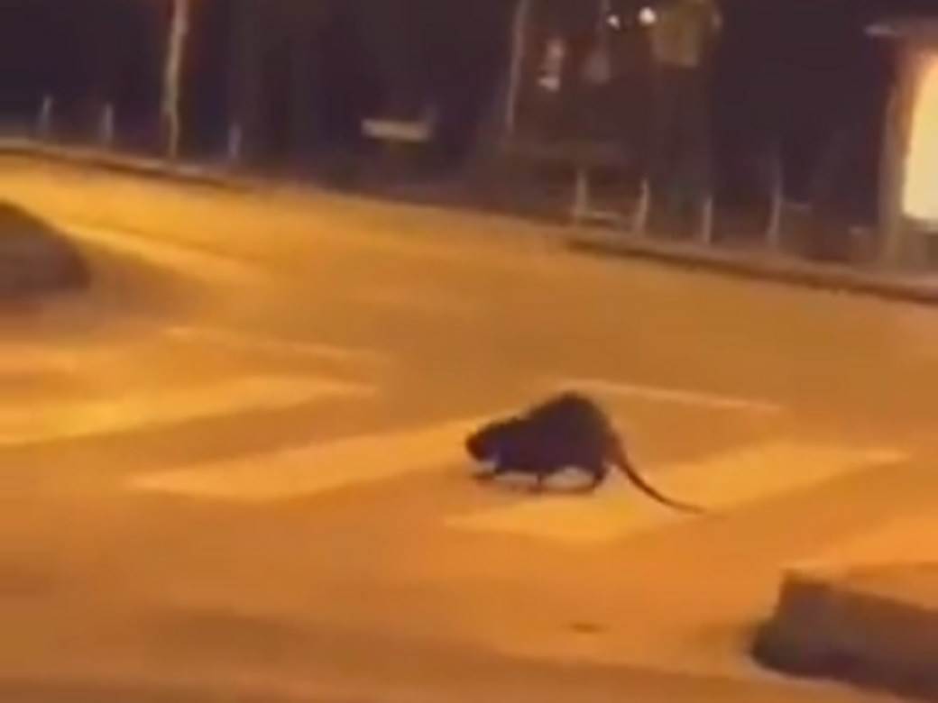  Šta je ovo? Neobična životinja snimljena u Zagrebu, mirno prelazi ulicu na pješačkom prelazu (VIDEO) 